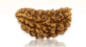 one mukhi cashew rudraksha for shiva blessings