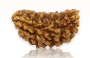 one mukhi cashew rudraksha for shiva blessings